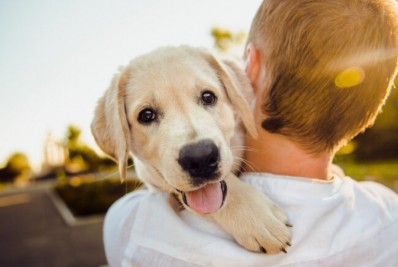 Proteção Animal promove feira de adoção neste domingo (17/07)