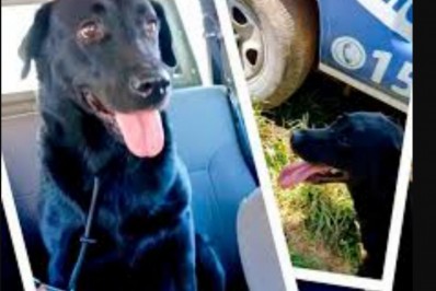 Cães da Guarda Civil Municipal auxiliam Polícia Civil a encontrar corpos em operação contra tráfico de drogas