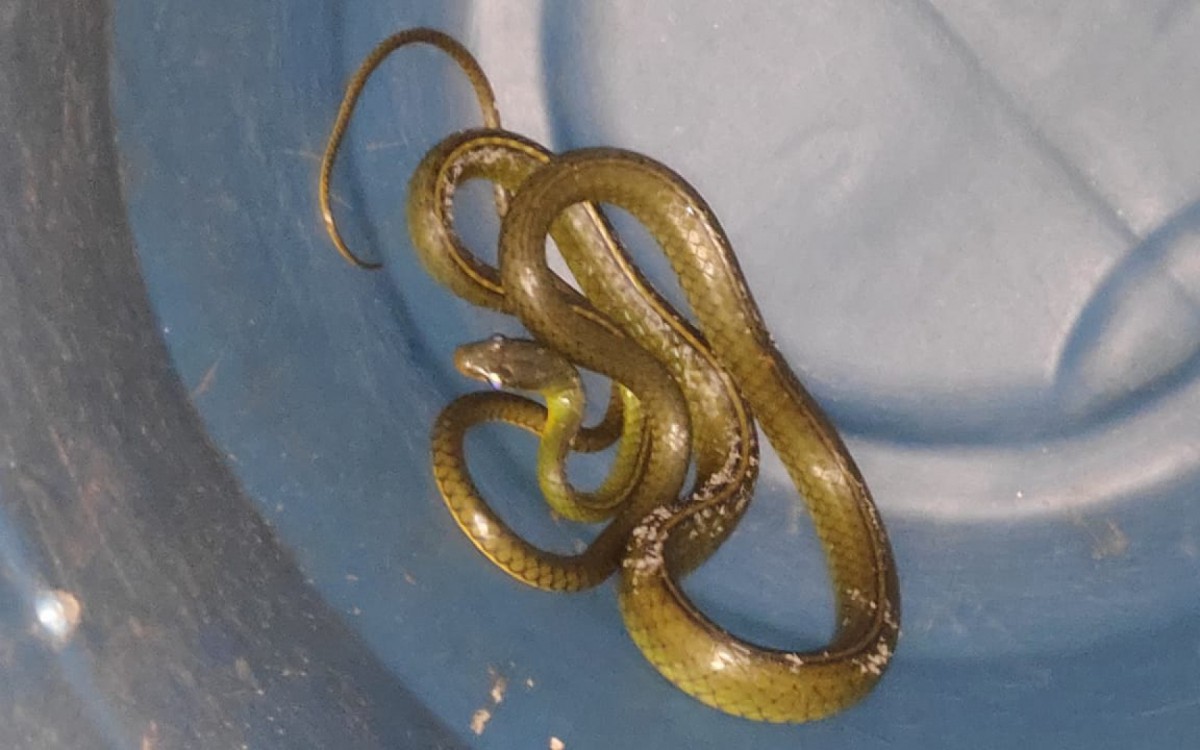 Cobra &eacute; capturada em praia de Niter&oacute;i