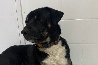 Pacto para buscar recursos para os bichinhos do Rio 