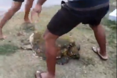 Tartaruga é resgatado no Terminal de Transatlânticos de Cabo Frio