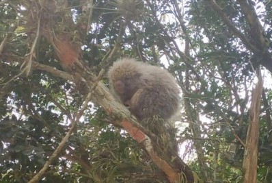 Guarda Municipal resgata porco-espinho em Itaipuaçu