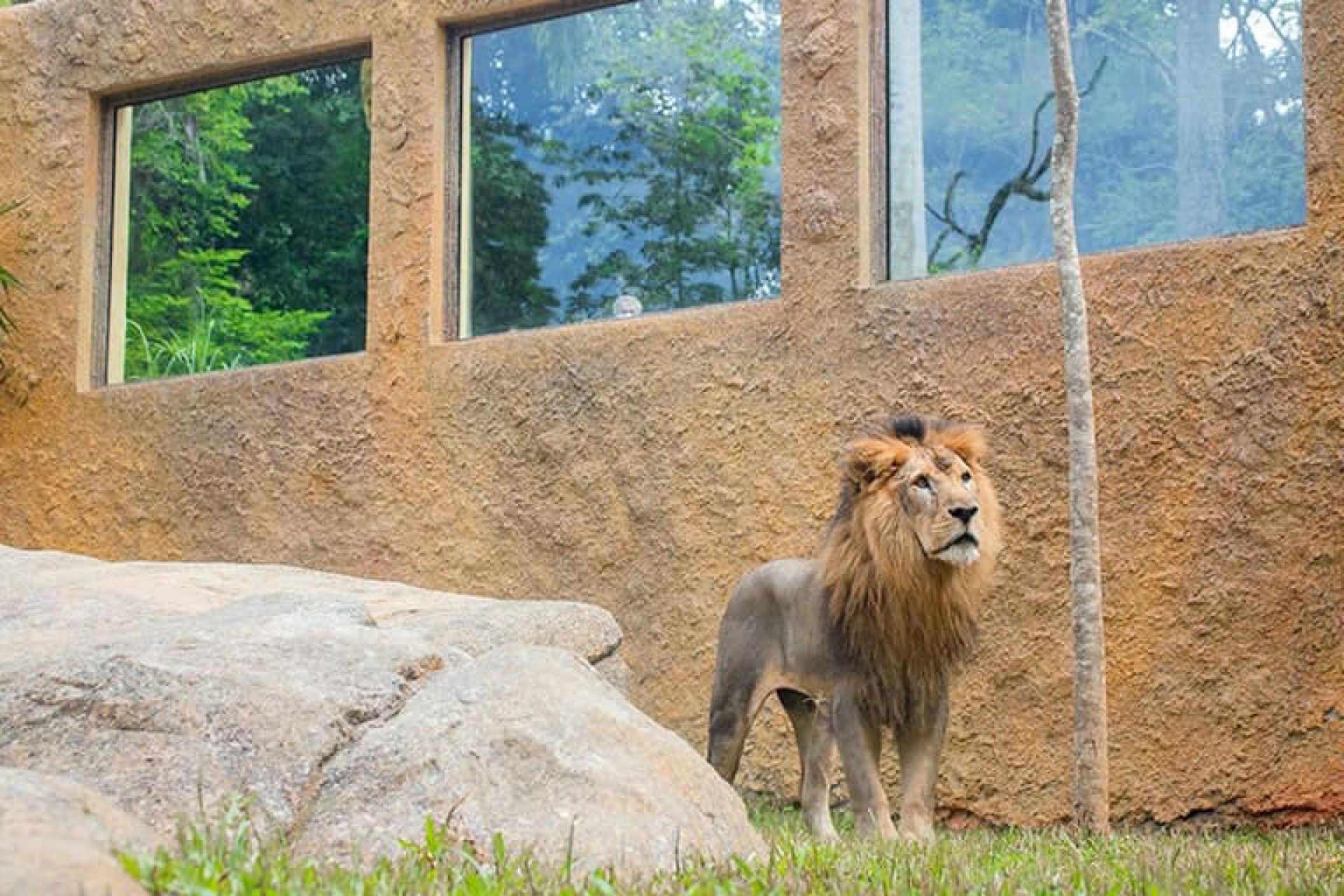 Zoológico no BioParquedo Rio - Reprodução / Internet