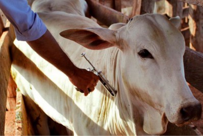 Magé fica em 1° lugar no estado na vacinação contra a febre aftosa