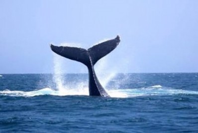 Arraial do Cabo terá trilha para avistamento de baleias nesta quarta (20)