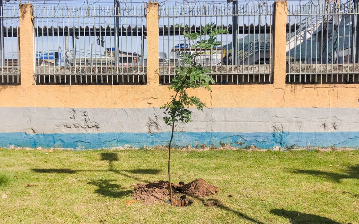 Mudas de pau-brasil na ciclovia da avenida Baronesa de Mesquita, logo em frente &agrave; Esta&ccedil;&atilde;o Edson Passos