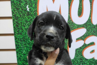 Caxias Shopping promove Feira de Adoção PET neste sábado