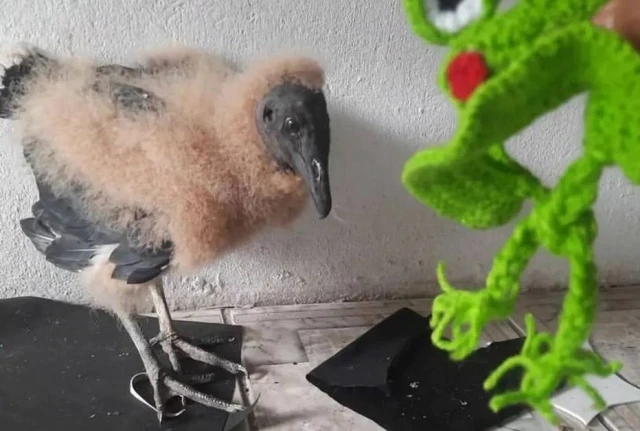 Bióloga viraliza ao adotar filhote de urubu e postar rotina na web