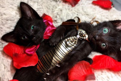 Passeio Shopping recebe sua primeira edição da Feira de Adoção RJPET