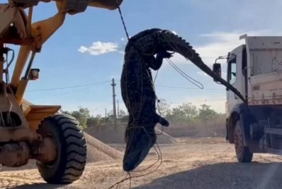  Jacaré gigante é retirado de lago com pá carregadeira no Tocantins