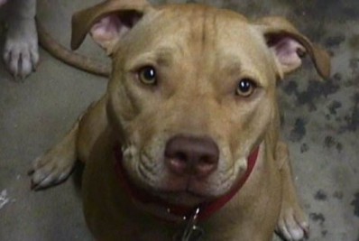 Pitbull ataca cão de rua após fugir de casa