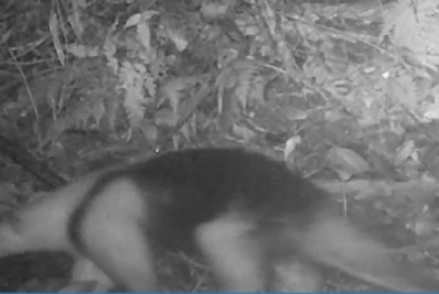 Mais de 170 animais silvestres foram identificados em Maricá