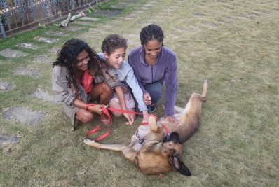 Cadela usada para assaltos é adotada e ganha novo lar 