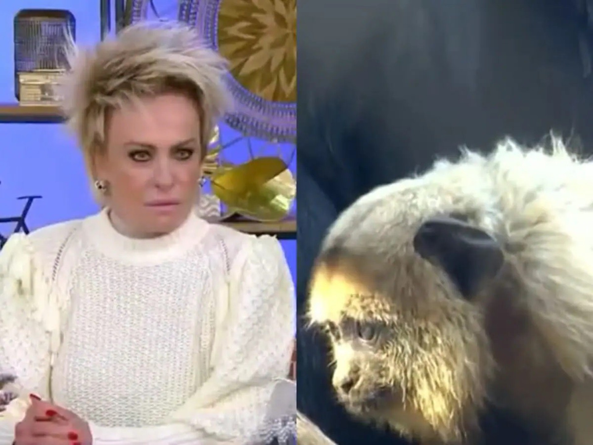 Funcion&aacute;rio que exibiu v&iacute;deo de macaco no 'Mais Voc&ecirc;' &eacute; demitido - Reprodu&ccedil;&atilde;o da TV Globo