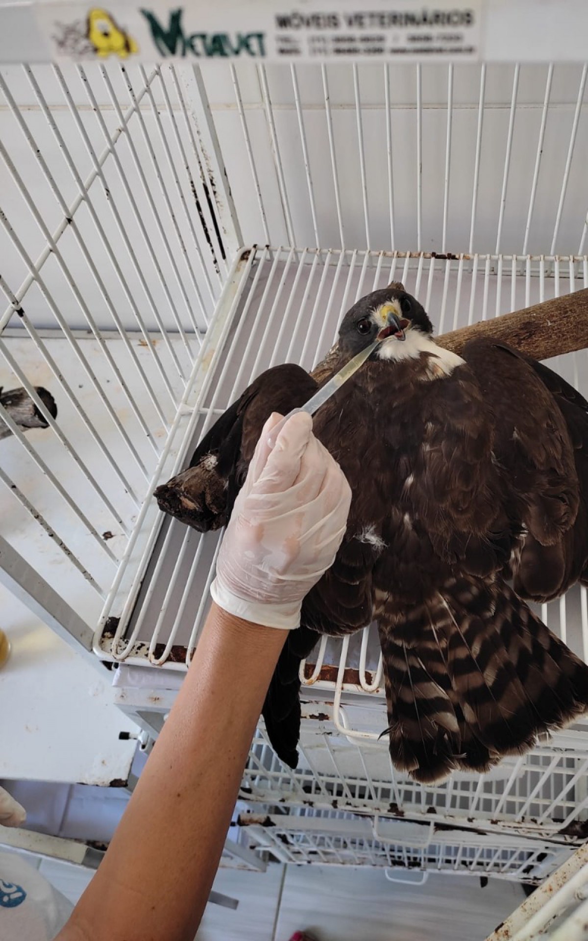 Atribuições do Grupamento Turístico e Ambiental de Saquarema vão desde o resgate de animais silvestres à realização de ações educativas