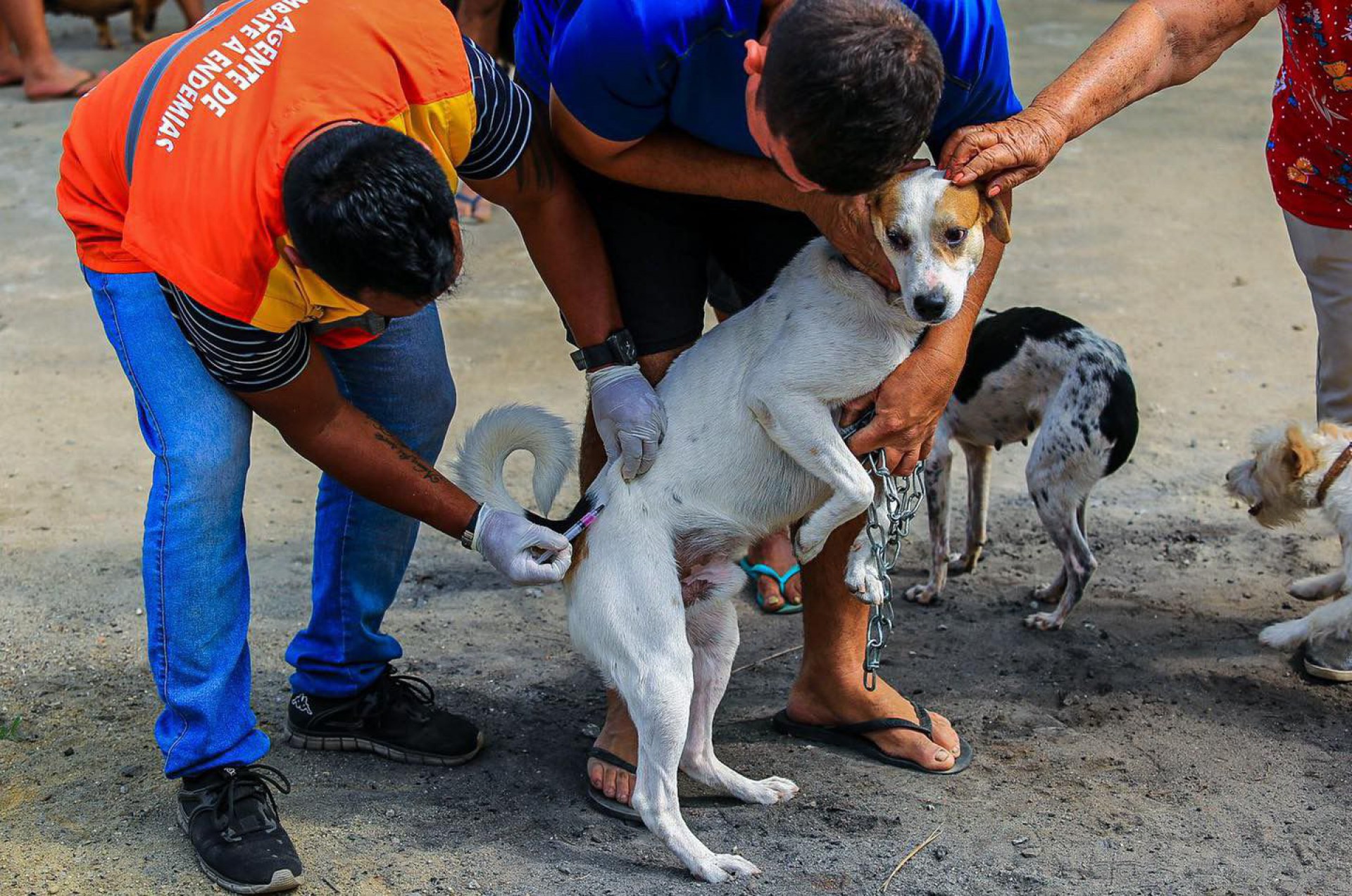 Desde o início do ano, já foram vacinados mais de sete mil cães e gatos  - Rafael Barreto / PMBR