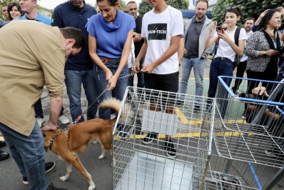Rio é primeira cidade do país a aceitar cachorros e gatos em mercados