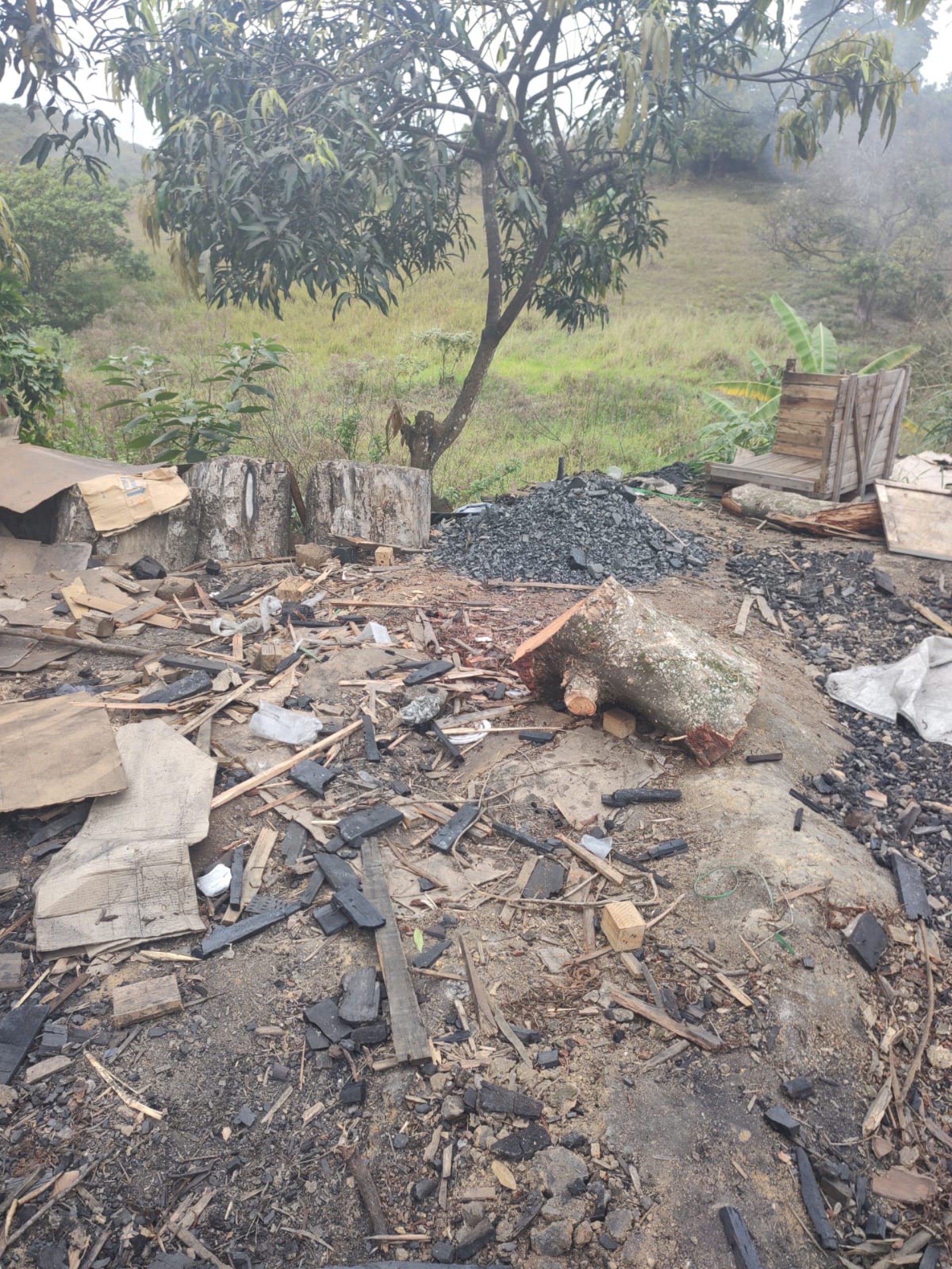 A &aacute;rea apresentava v&aacute;rias &aacute;rvores cortadas e preparadas para serem queimadas nos fornos - Divulga&ccedil;&atilde;o