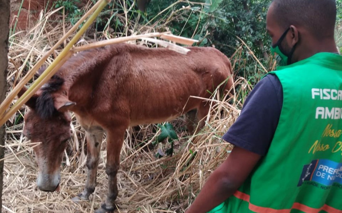 A Secretaria Municipal de Meio Ambiente e a Vigil&acirc;ncia Sanit&aacute;ria Municipal s&atilde;o os dois setores respons&aacute;veis por implementar essa legisla&ccedil;&atilde;o