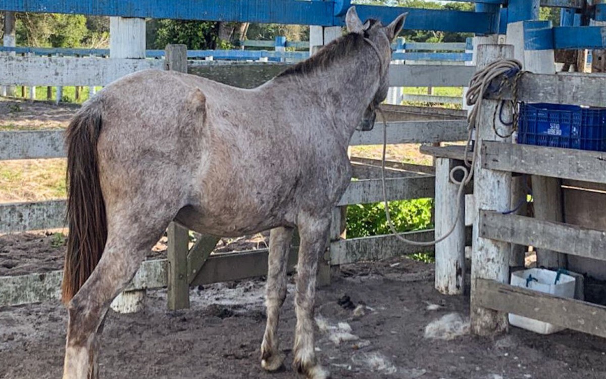 Cabo Frio apreende 123 cavalos soltos nas rodovias que cortam a cidade desde janeiro