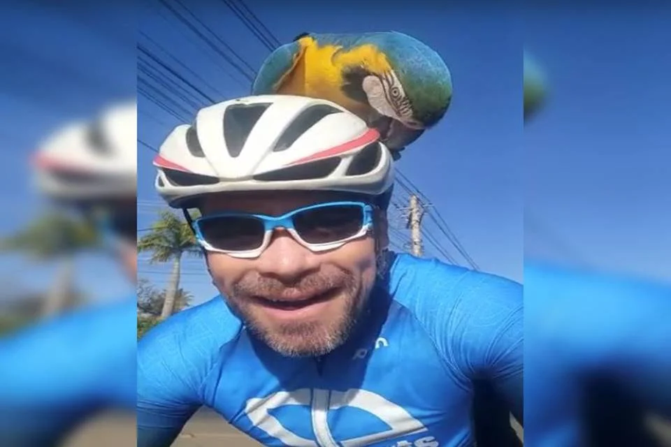 Arara pousa em capacete e 'pega carona' com ciclista - Arquivo pessoal
