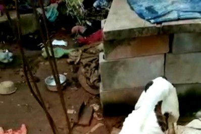 Vítimas de maus tratos, dois cães resgatados pela COPBEA aguardam lar temporário