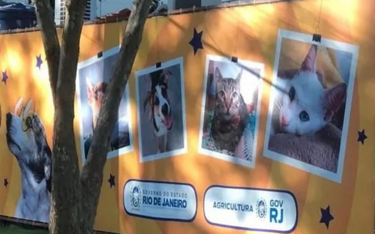 O &oacute;rg&atilde;o estadual informou ter realizado processo licitat&oacute;rio para a contrata&ccedil;&atilde;o do servi&ccedil;o de castra&ccedil;&atilde;o em cl&iacute;nicas veterin&aacute;rias para as oito regi&otilde;es do estado