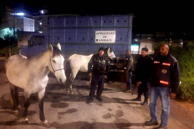 Cavalos em via pública são recolhidos pela COPBEA e dono é multado por reincidência
