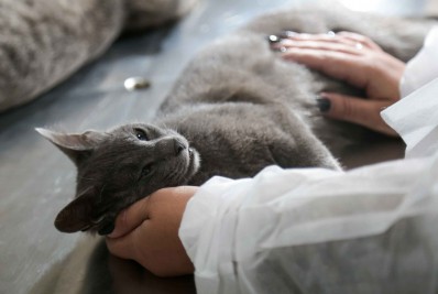 Moradores de São Gonçalo já podem agendar castração de cães e gatos 