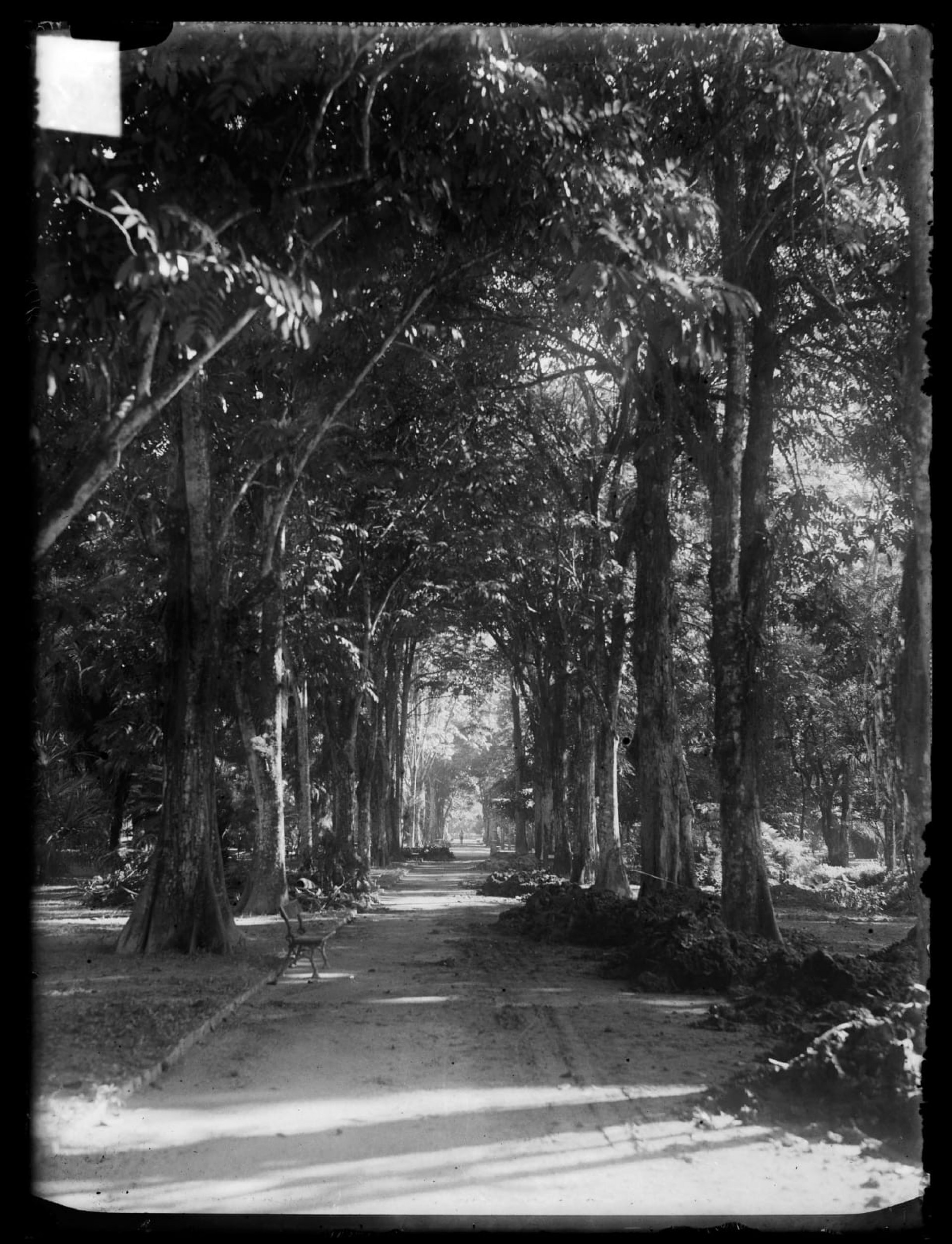 Foto da aleia das palmeiras copiadas de negativo de vidro do Jardim Bot&acirc;nico do Rio de Janeiro
