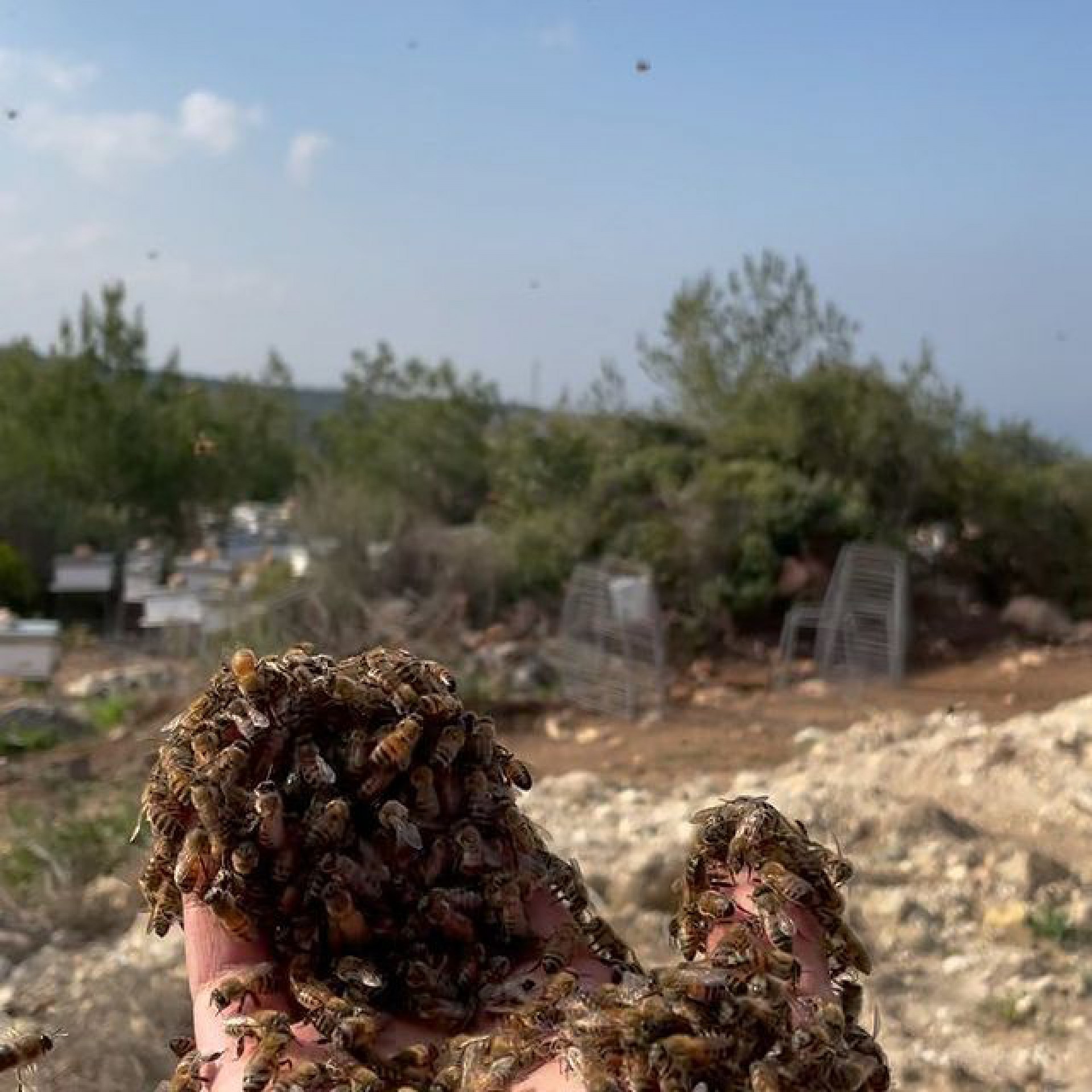 Apicultor faz sucesso nas redes sociais ao surgir coberto por abelhas