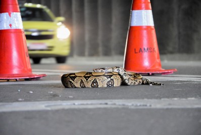 Jiboia com sinais de atropelamento é resgatada na Linha Amarela