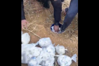 PM apreende grande quantidade de drogas enterradas em Belford Roxo