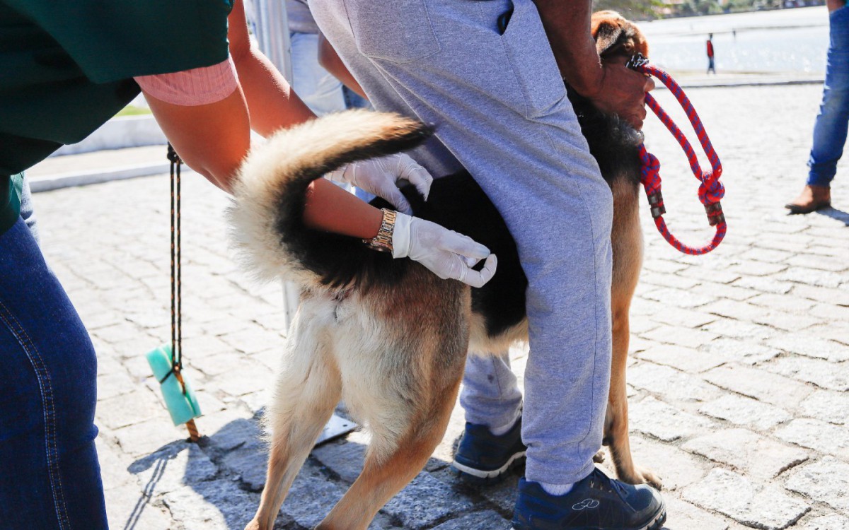 Prefeitura de Saquarema d&aacute; in&iacute;cio &agrave; Campanha de Vacina&ccedil;&atilde;o Antirr&aacute;bica