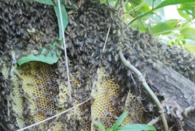 Ataque de abelhas mata um cachorro e deixa pelo menos cinco pessoas feridas em Saquarema
