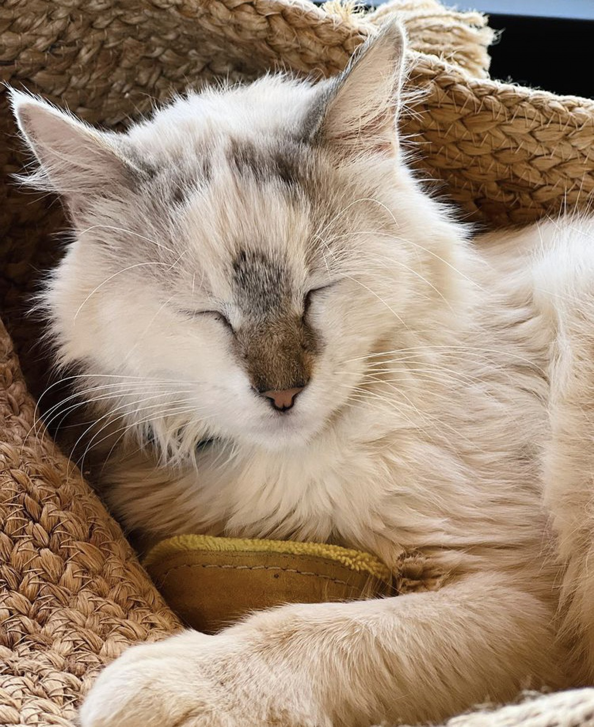 Gato de Giovanna Ewbank e Bruno Gagliasso - Reprodução / Instagram