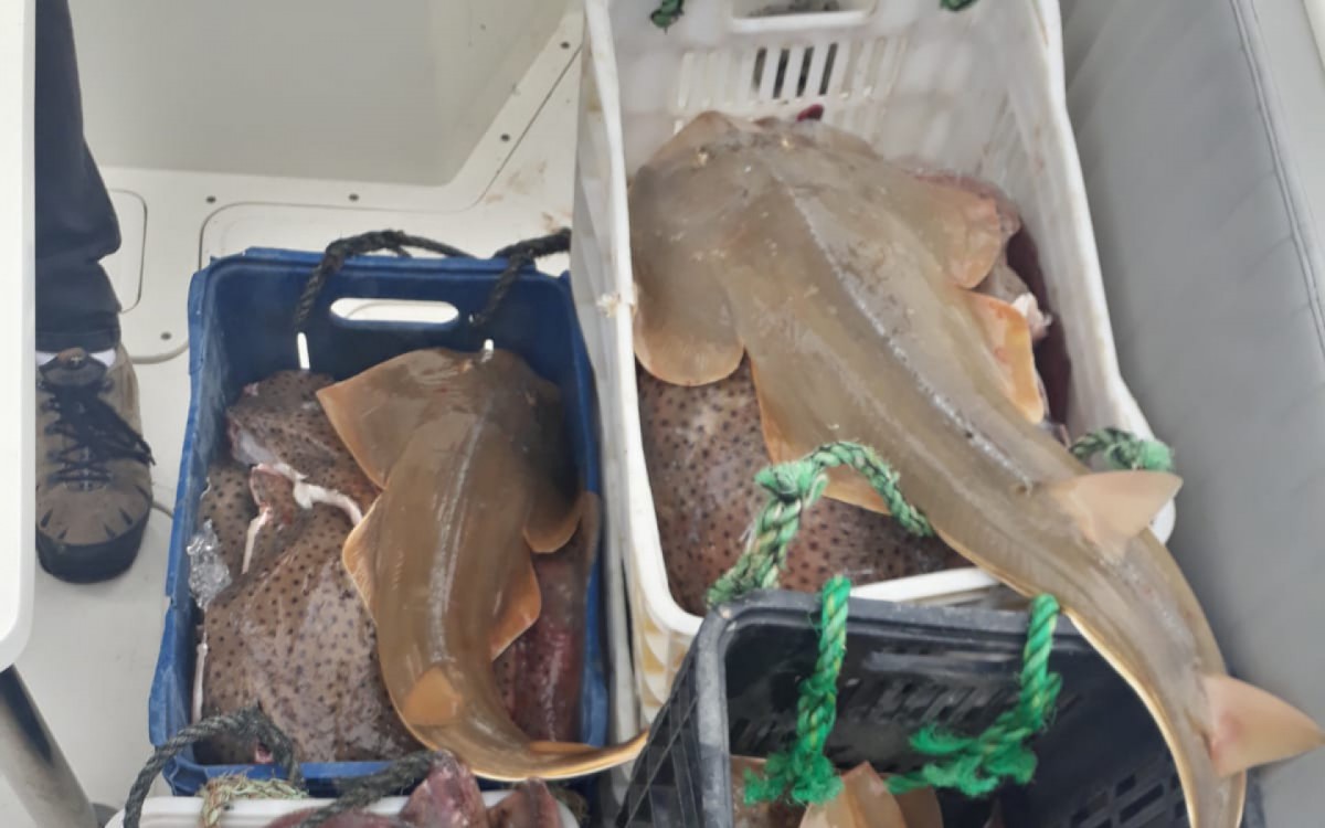Homem foi preso em flagrante com 180kg da espécie Raia Santa e 20Kg da espécie Cação Viola - Divulgação