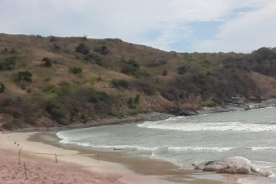 Carcaça de baleia Jubarte encalhada na praia Brava foi removida em Búzios