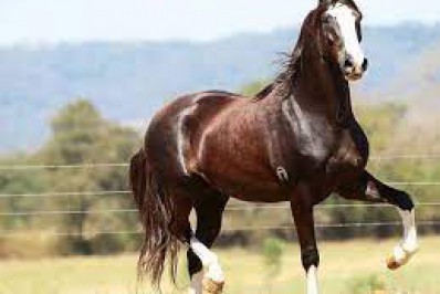 Guapimirim terá torneio de cavalos