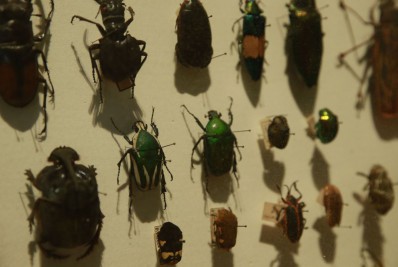 Biodiversidade de insetos no Brasil está em queda, mostra estudo