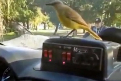 Passarinho pega carona inusitada com PMs e imagens viralizam