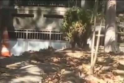 Mulher morre após ser atingida na cabeça por galho que se soltou de árvore na Ilha do Governador