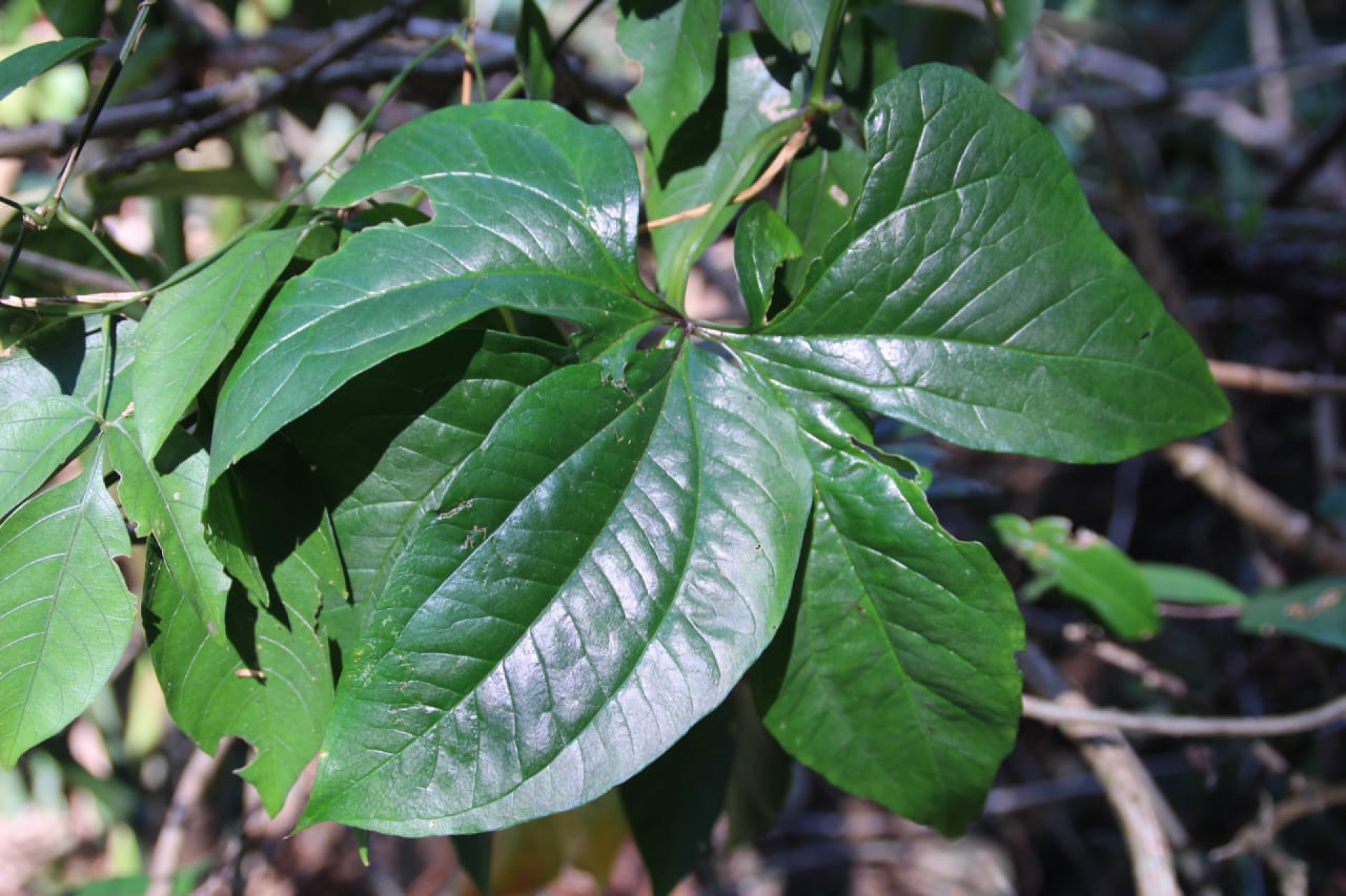 Secretaria do Ambiente e Clima publicou levantamento com mais de 520 espécies em diferentes níveis de ameaça no Rio
 - Divulgação/SMAC