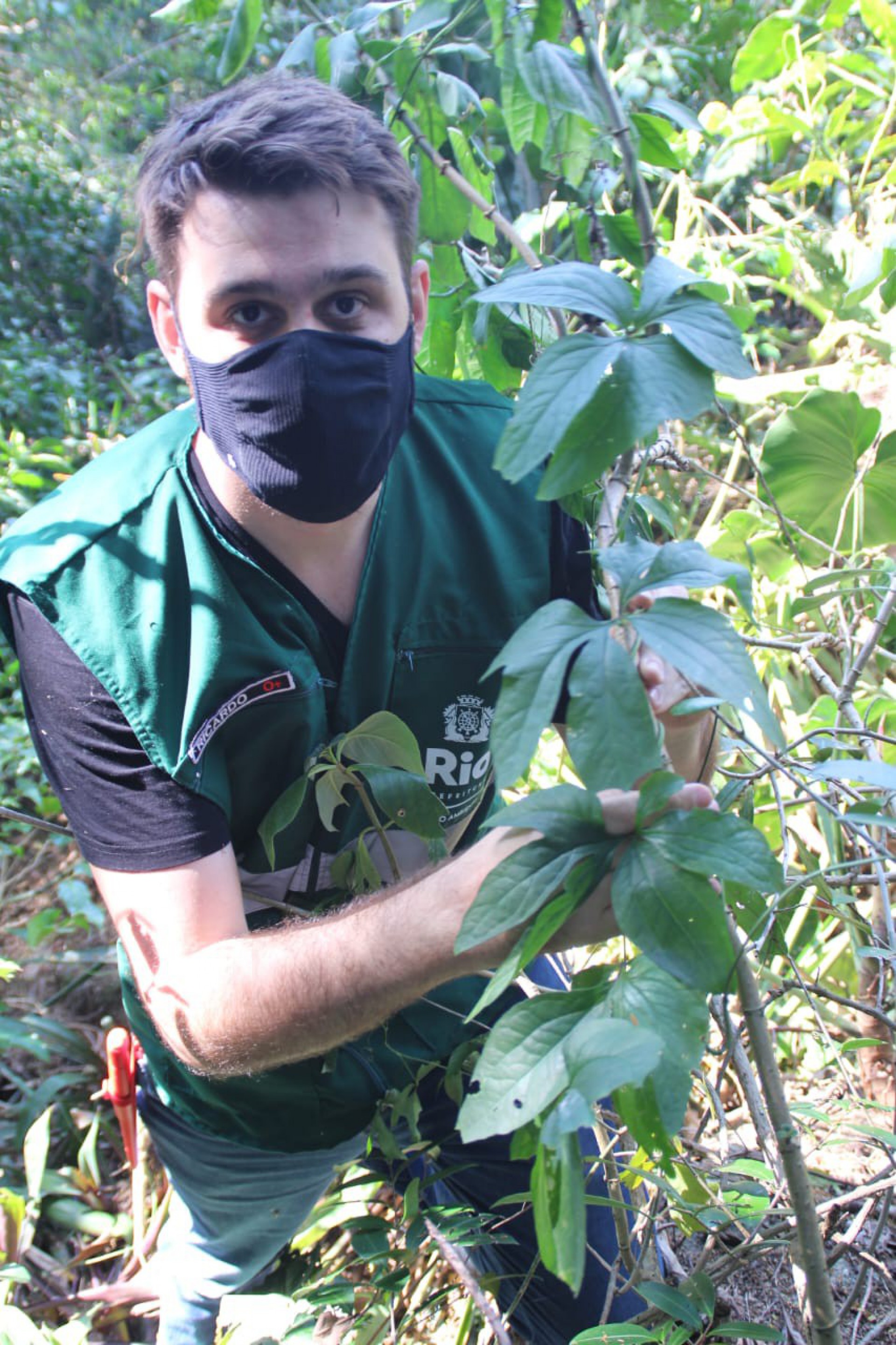 Secretaria do Ambiente e Clima publicou levantamento com mais de 520 espécies em diferentes níveis de ameaça no Rio
 - Divulgação/SMAC