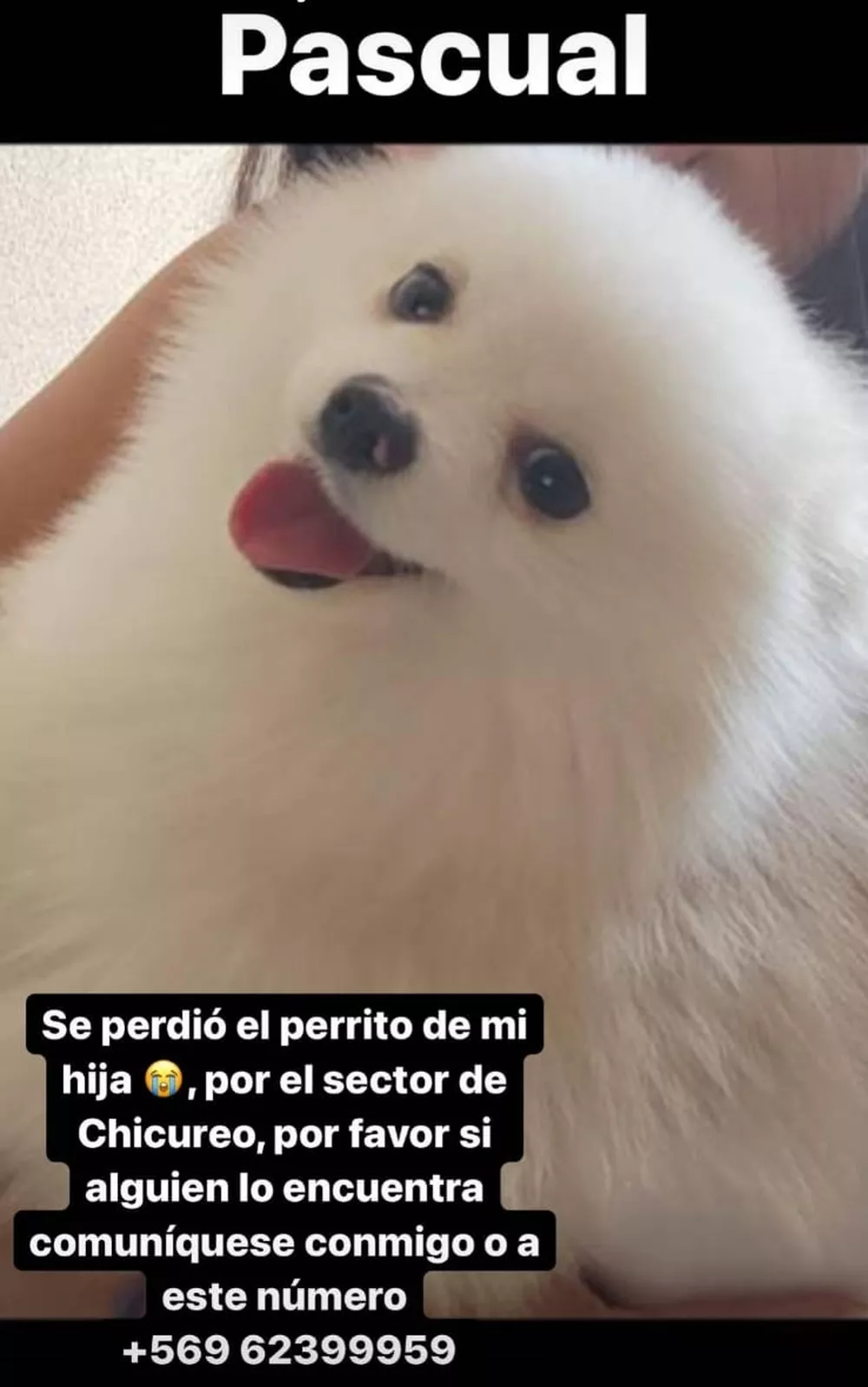 Cachorro da filha de Vidal desaparece no Chile - Reprodução