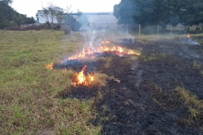 Queimadas matam animais silvestres e Meio Ambiente intensifica a fiscalização
