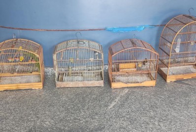 Polícia apreende pássaros em cativeiro no município de Magé