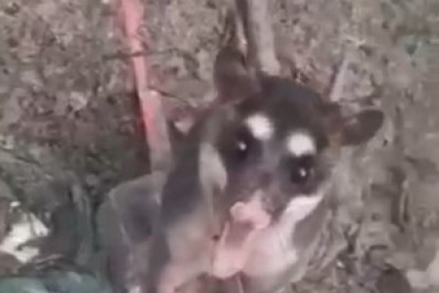 VAI ENCARAR?/Gambá enfrenta homem com garfinho em punho em Arraial do Cabo