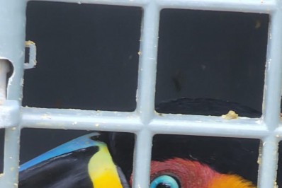 Patrulha Ambiental reintegra animais à natureza no Parque Marapendi