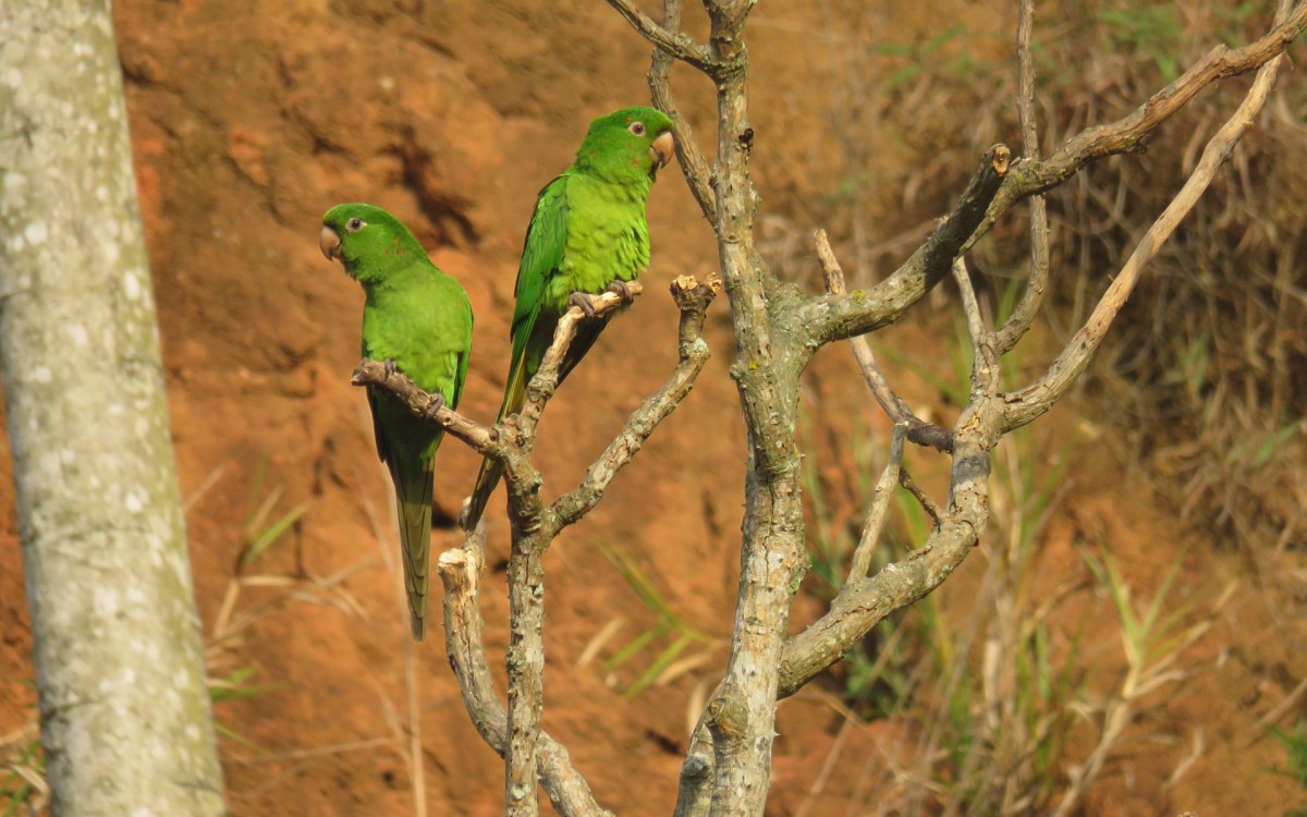  Maritacas, um das esp&eacute;cies v&iacute;timas de captura ilegal                              